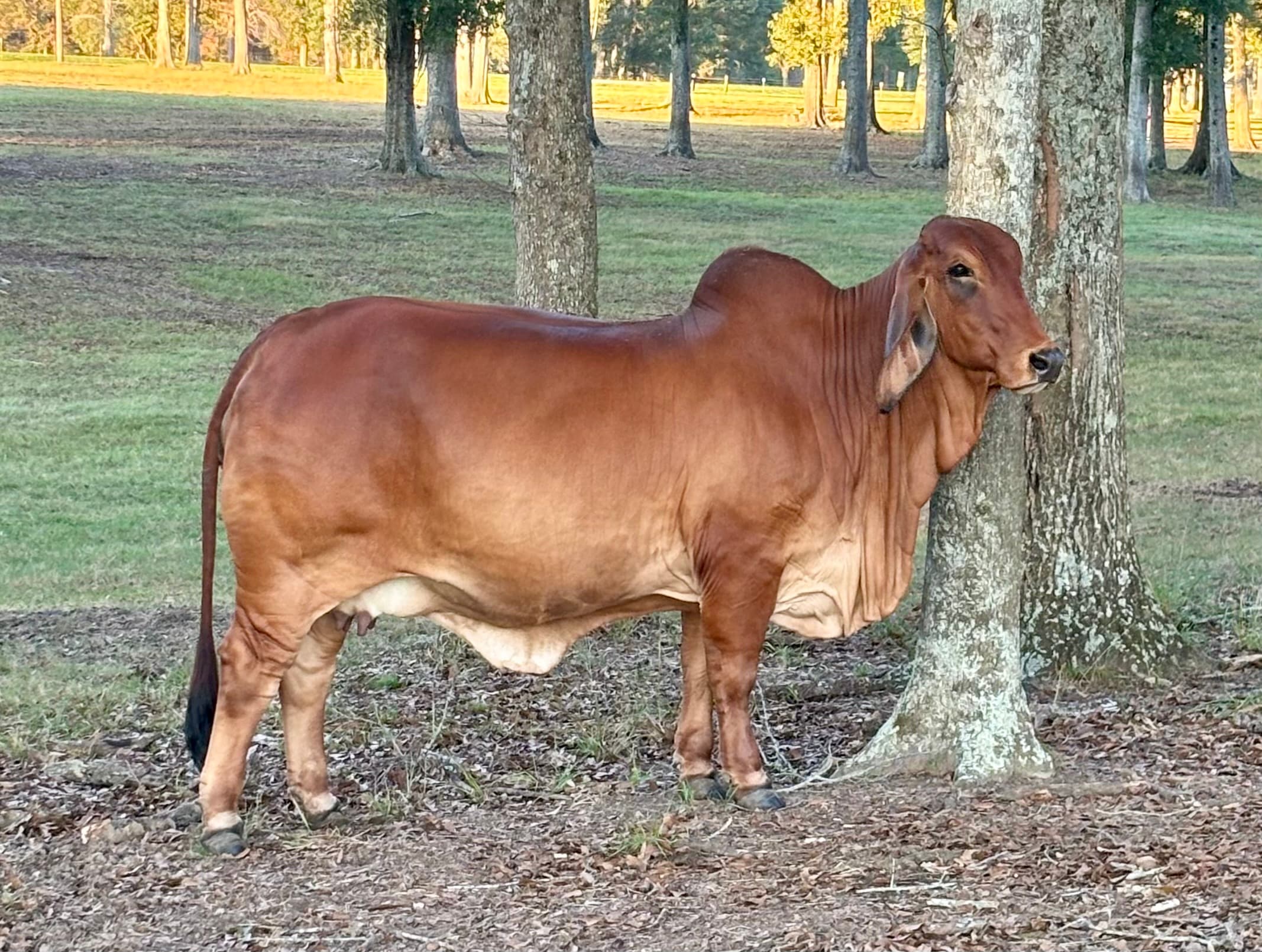 RS MS Rosie 14/22