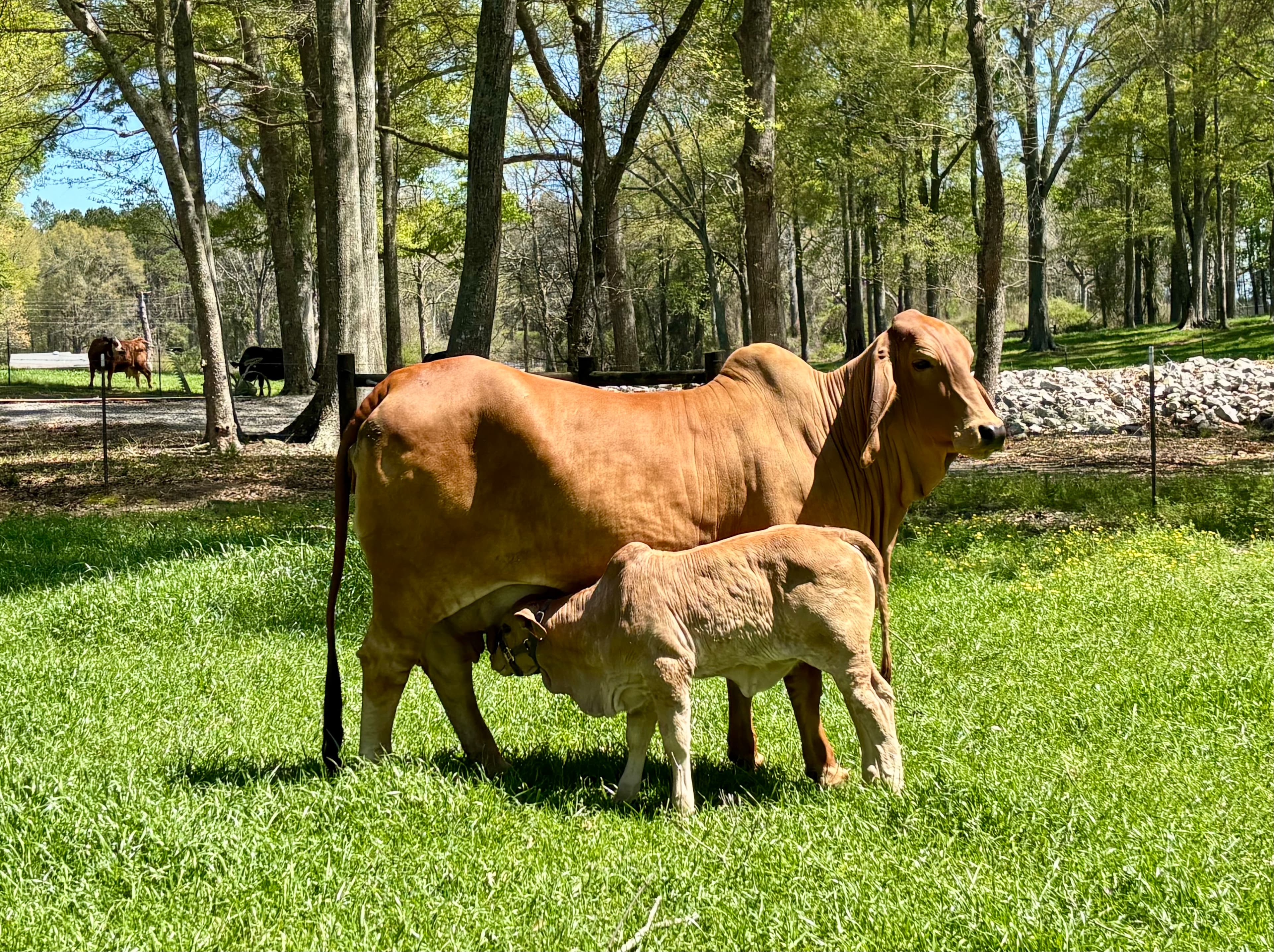 MS WXC LEAH 19/22