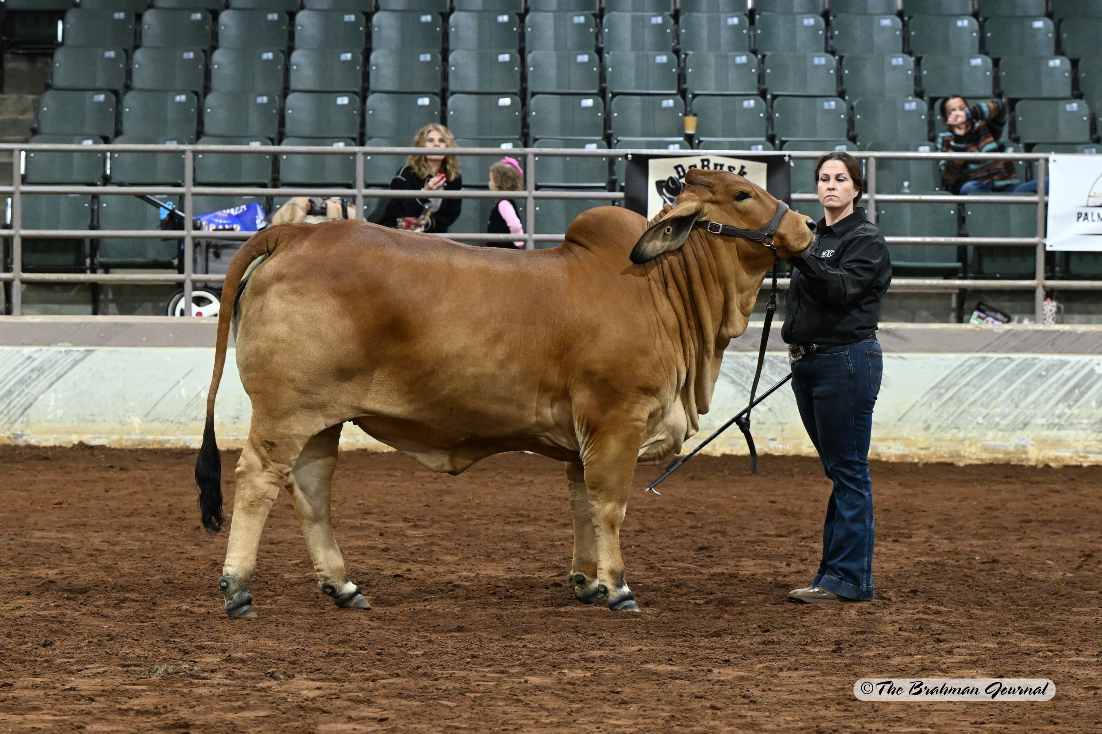 MS WXC Large Marge 205/24