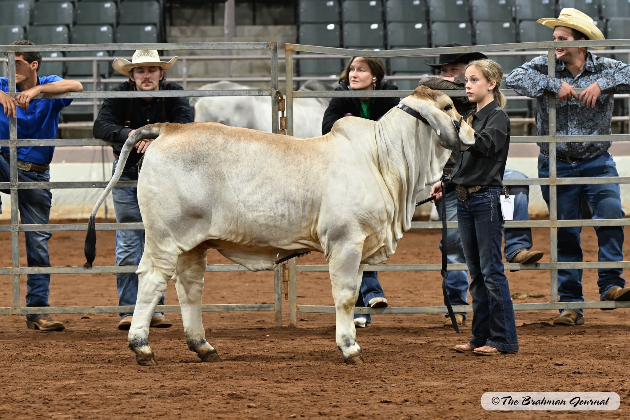 MS WXC Polled Matriarch 113/5